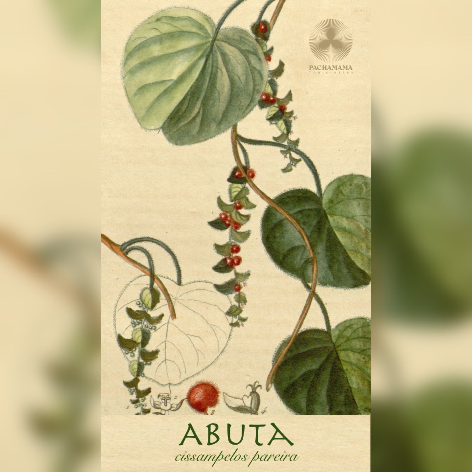 Abuta | アブタ