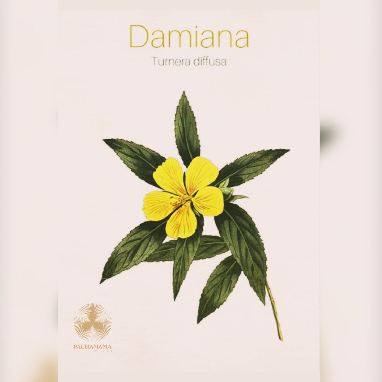 Damiana | ダミアナ