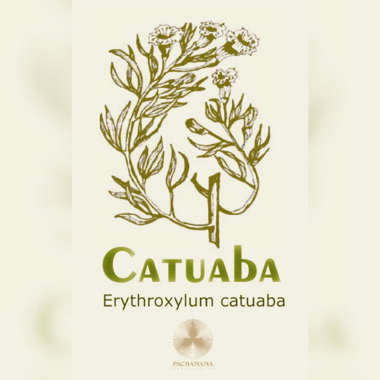 Catuaba | カトゥアバ