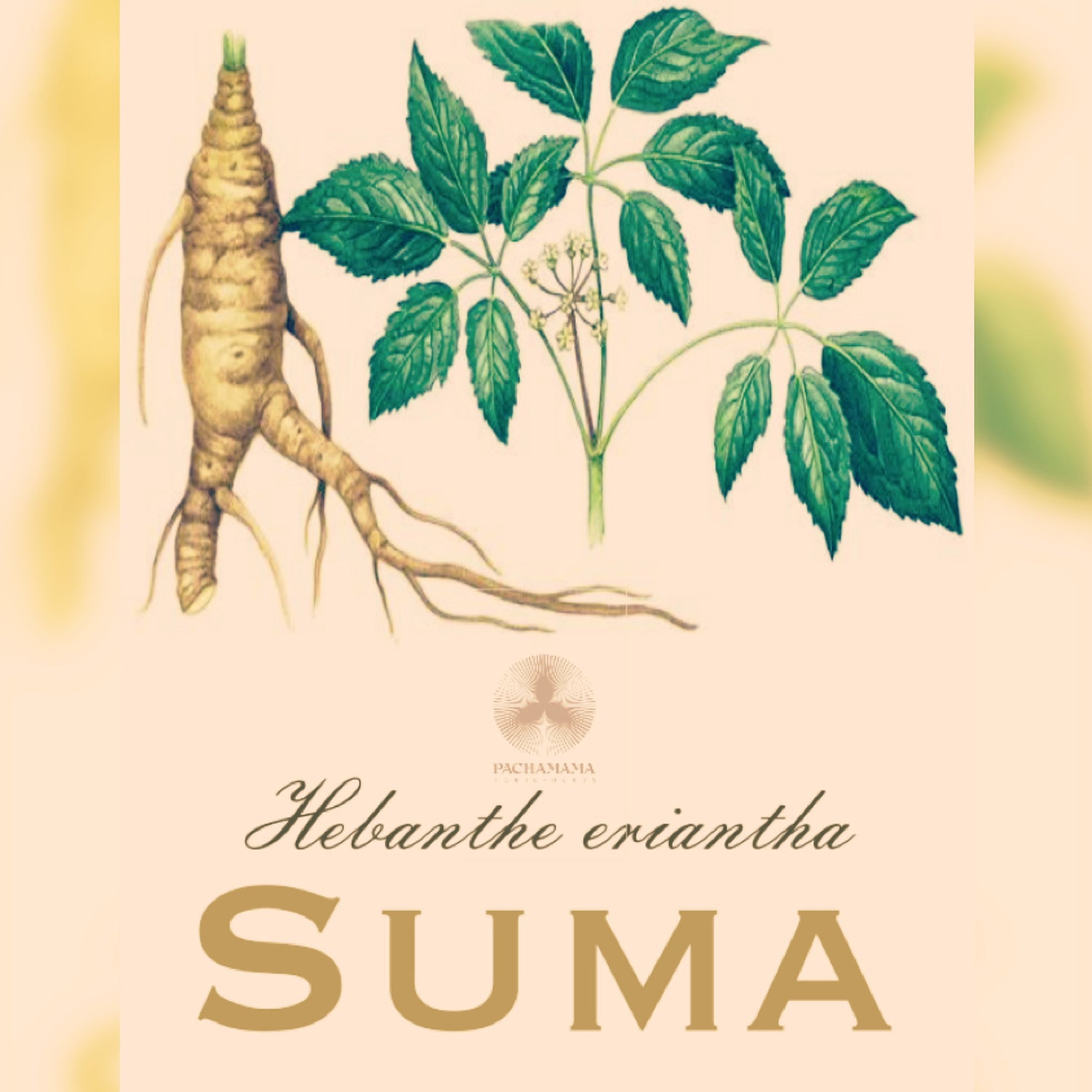 Suma | Suma