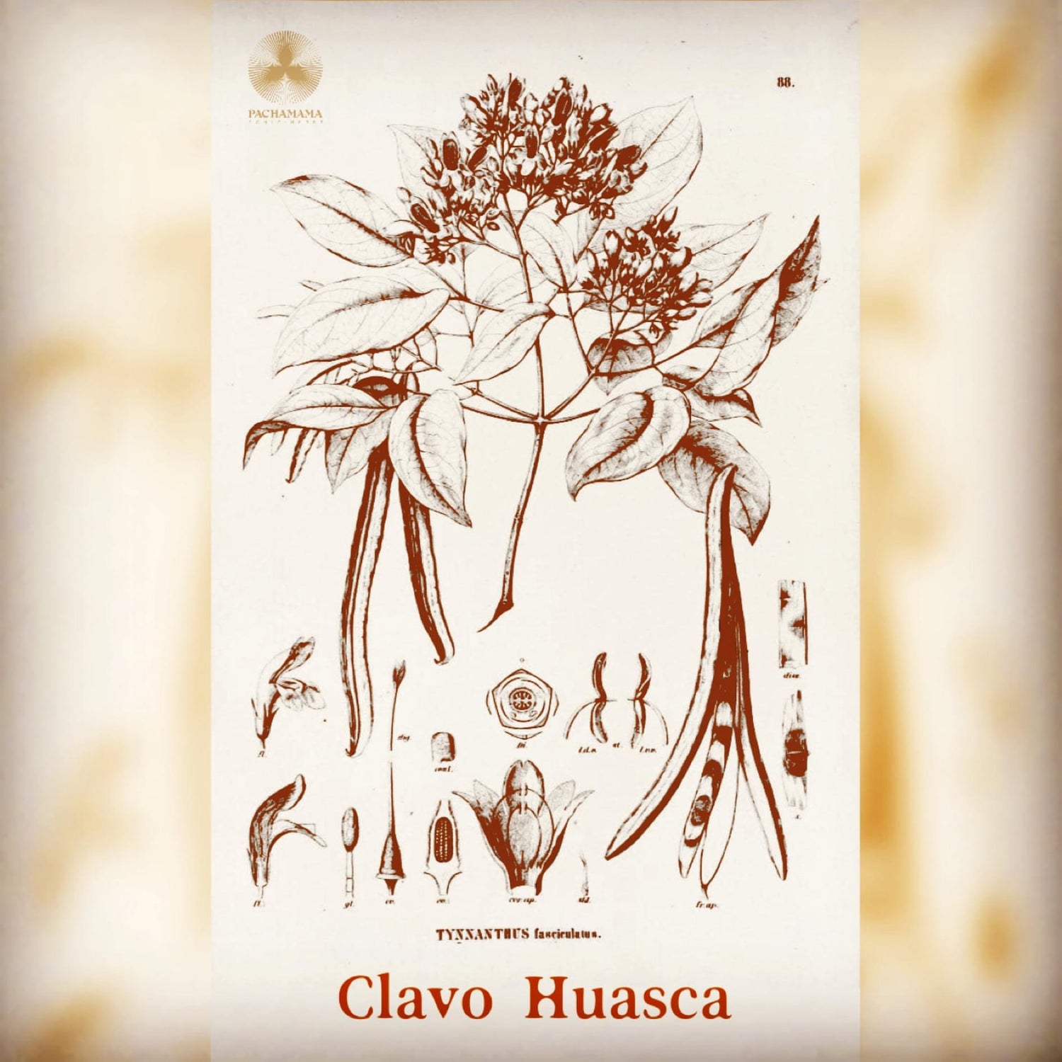 Clavo Huasca | クラボワスカ