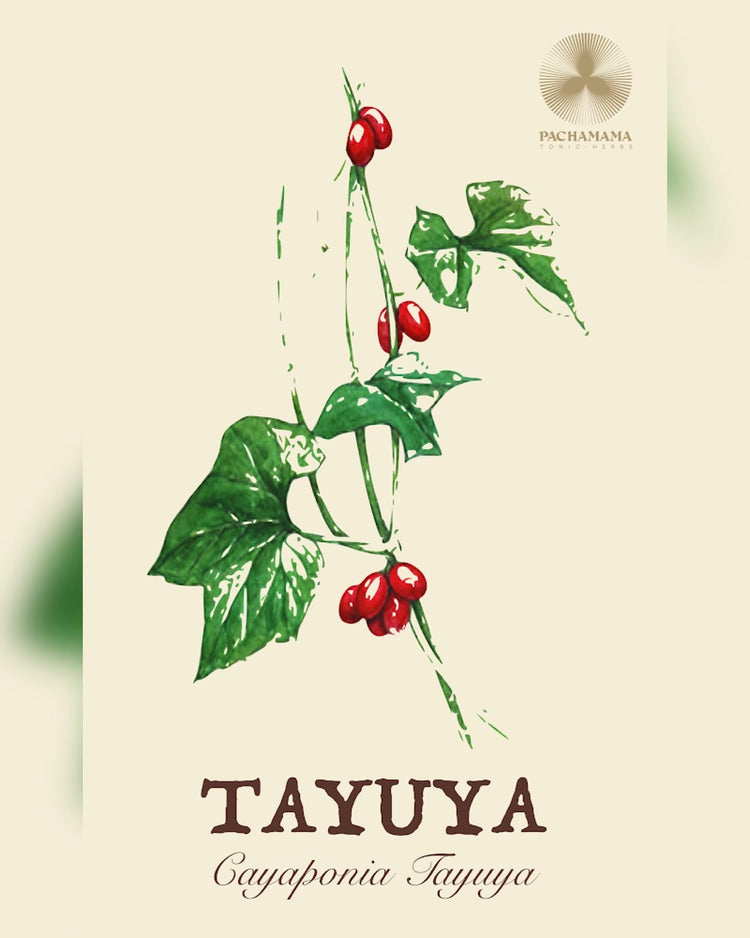 Tayuya | タユヤ