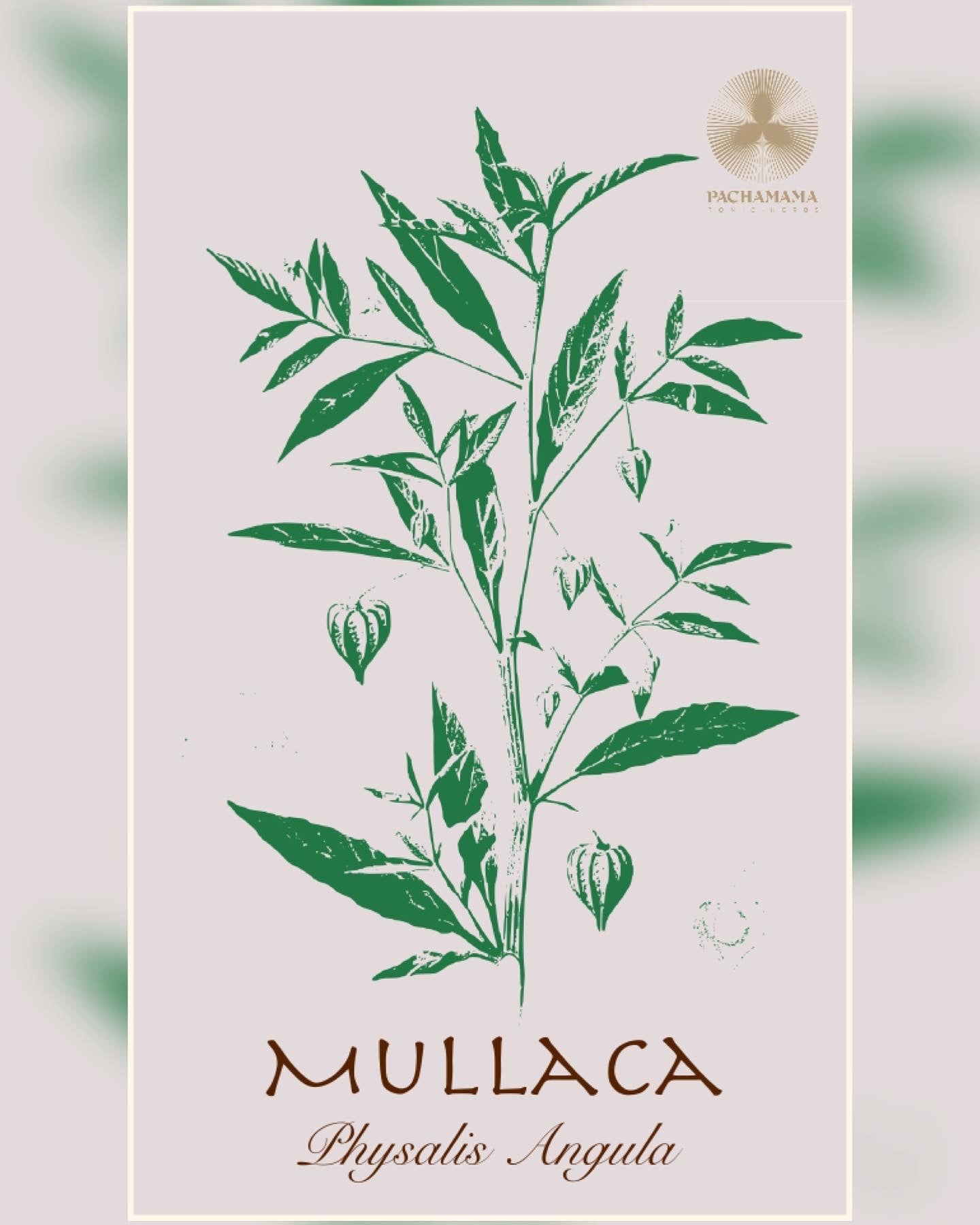 Mullaca | Mullaca