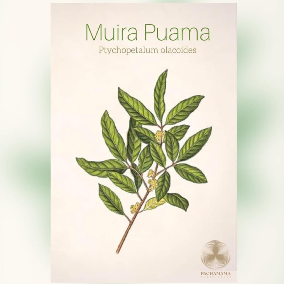 Muira Puama | ムイラプアマ