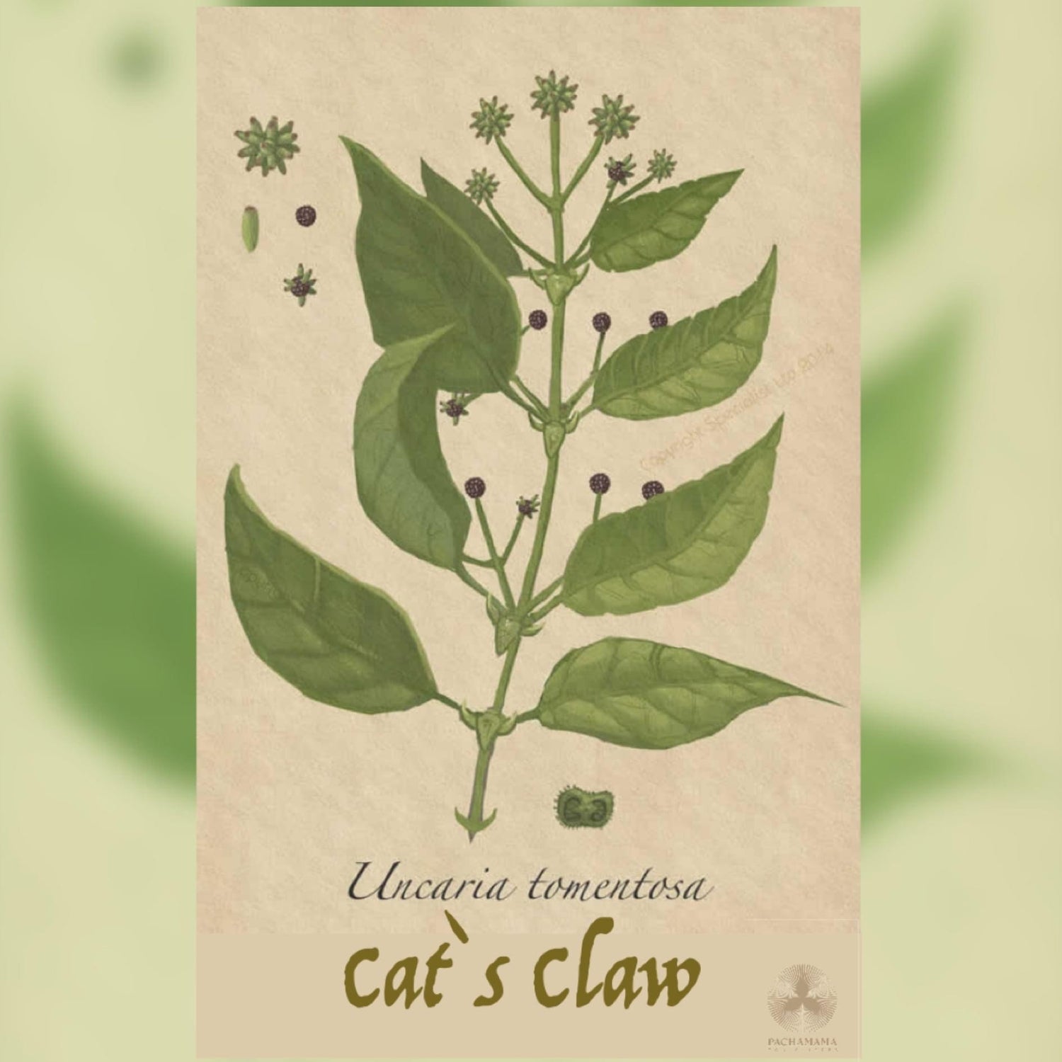 Cats Claw | Cat\'s Claw