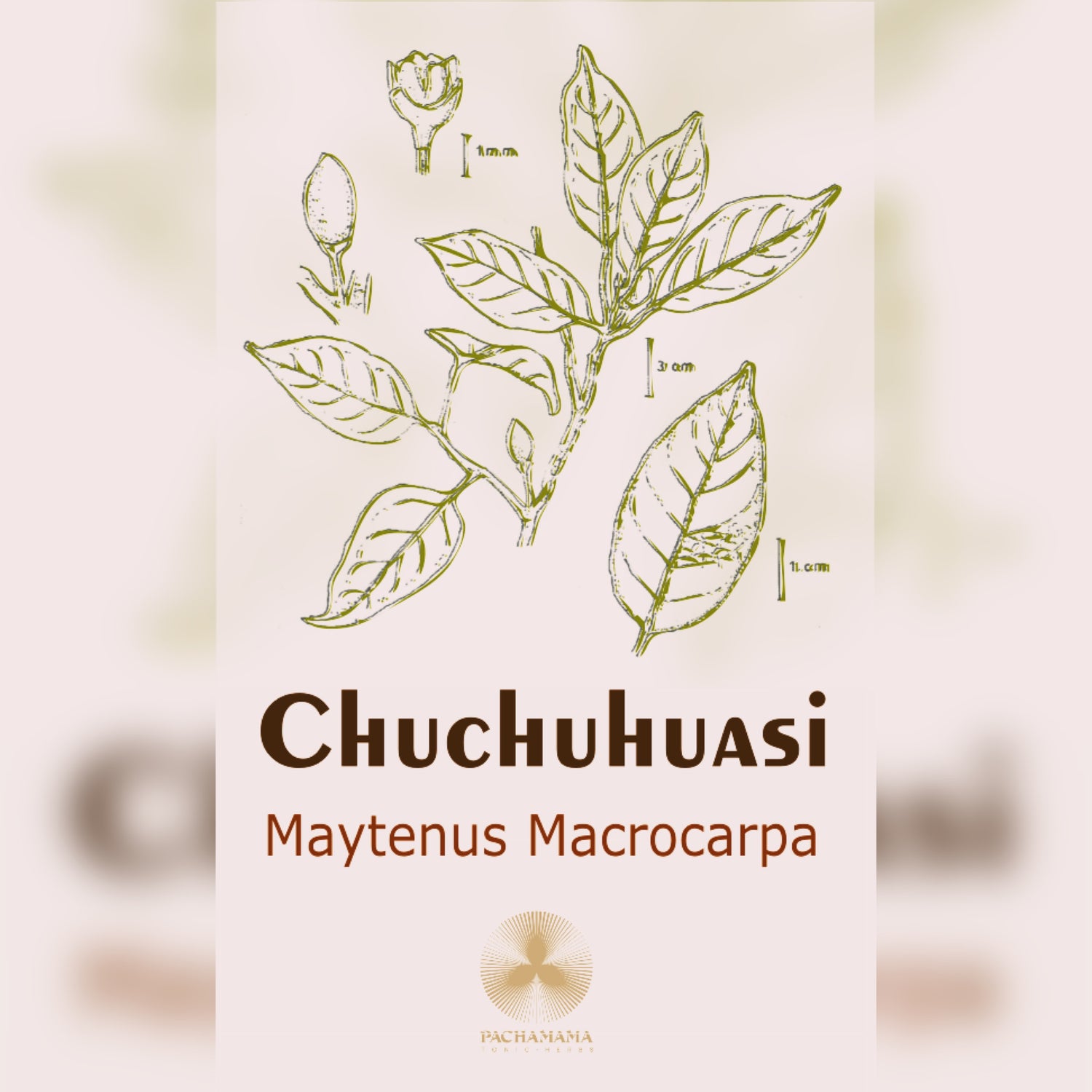 Chuchuhuasi | チュチュワシ