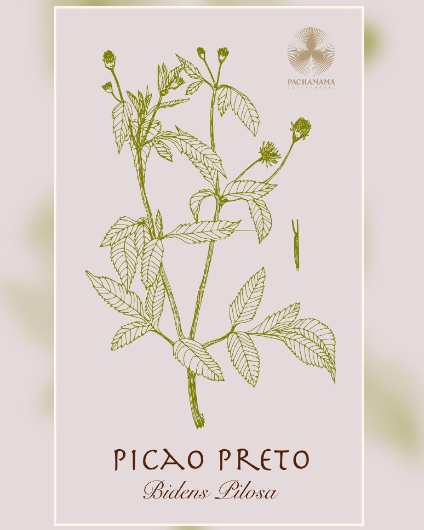 Picao Preto | Picao Preto
