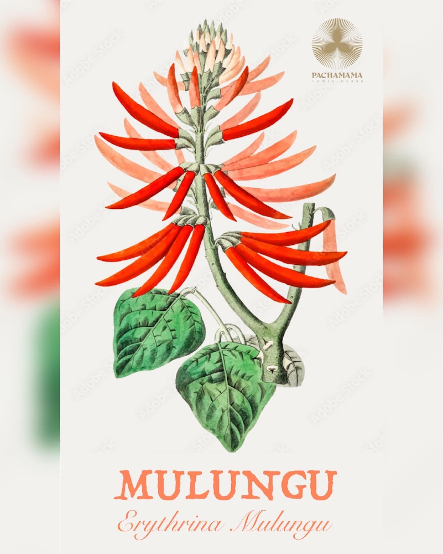 Mulungu | ムルング